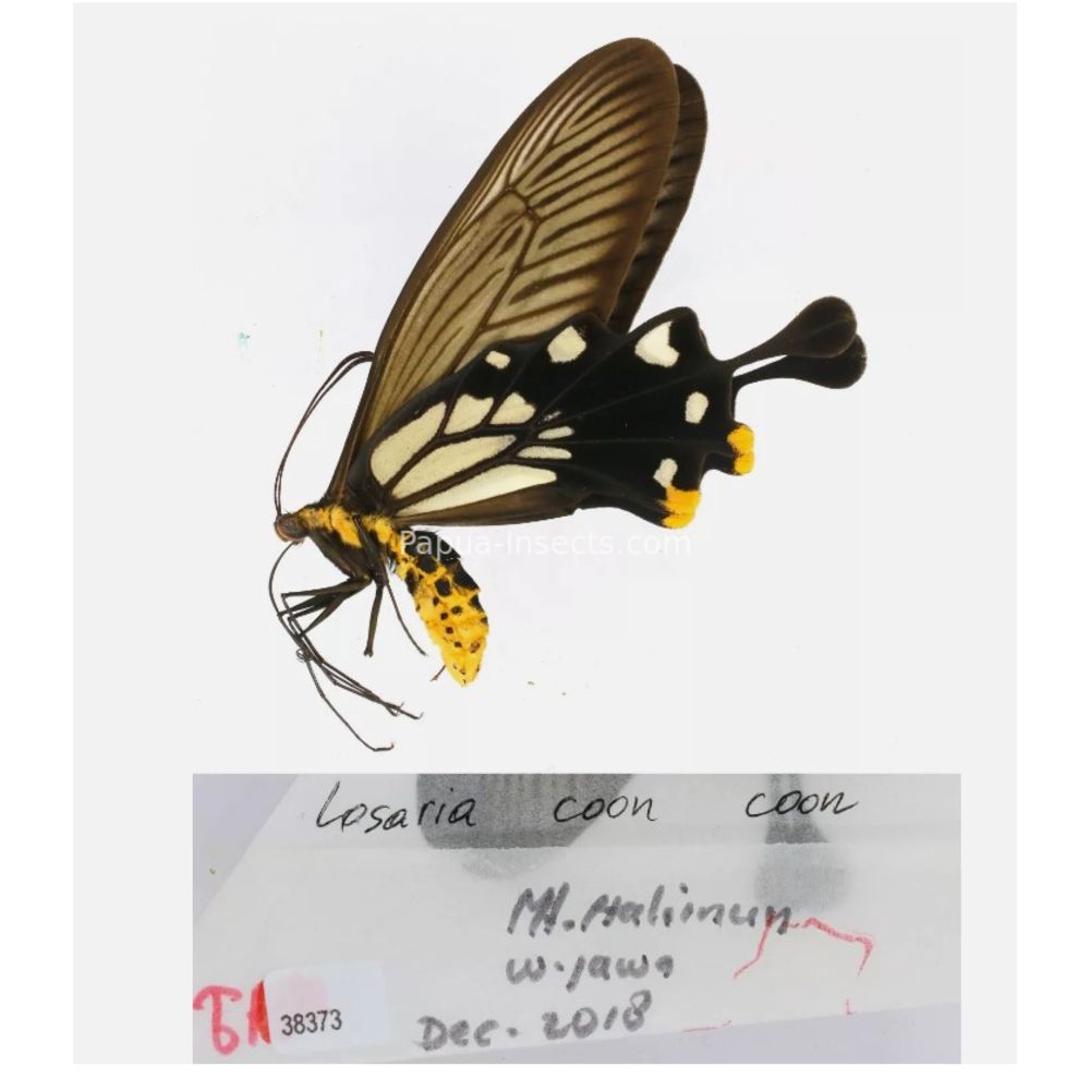 Losaria sp. Papilionidae from different islads of Indonesia