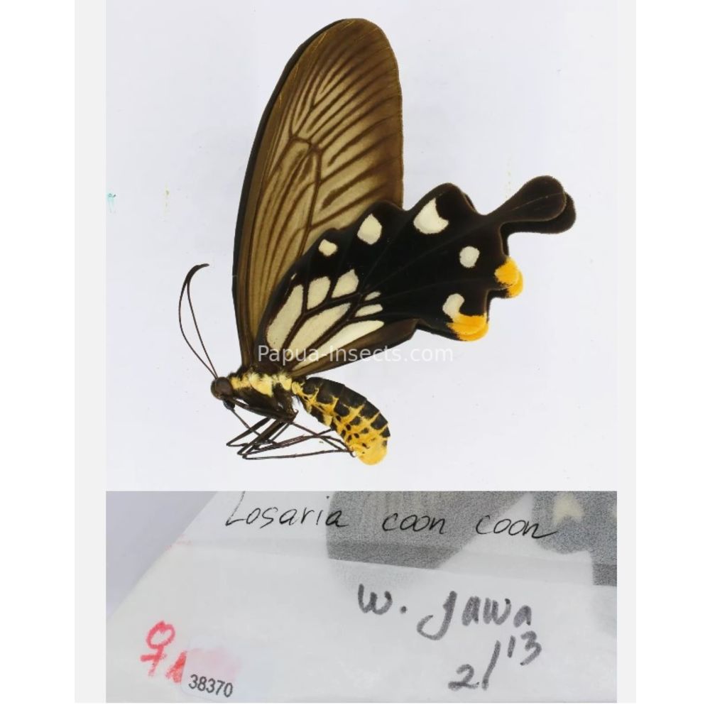 Losaria sp. Papilionidae from different islads of Indonesia