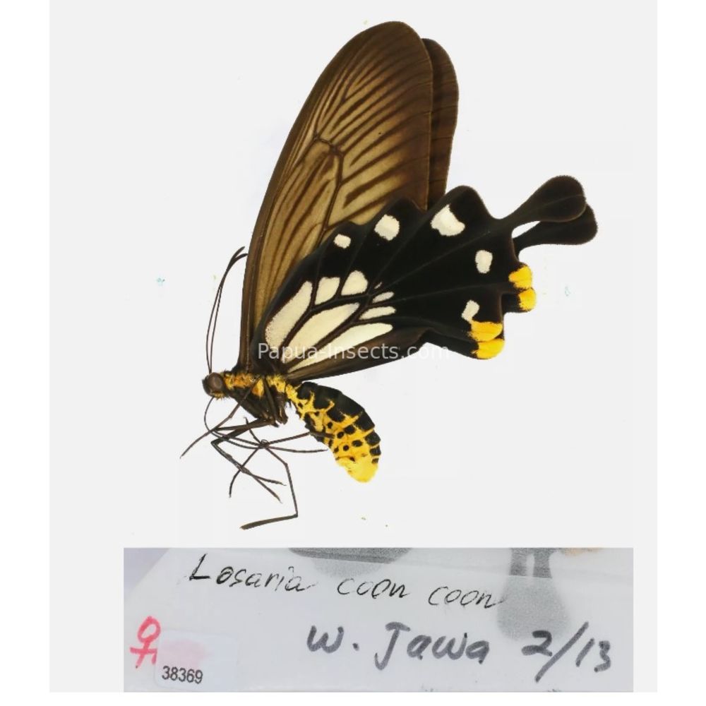 Losaria sp. Papilionidae from different islads of Indonesia