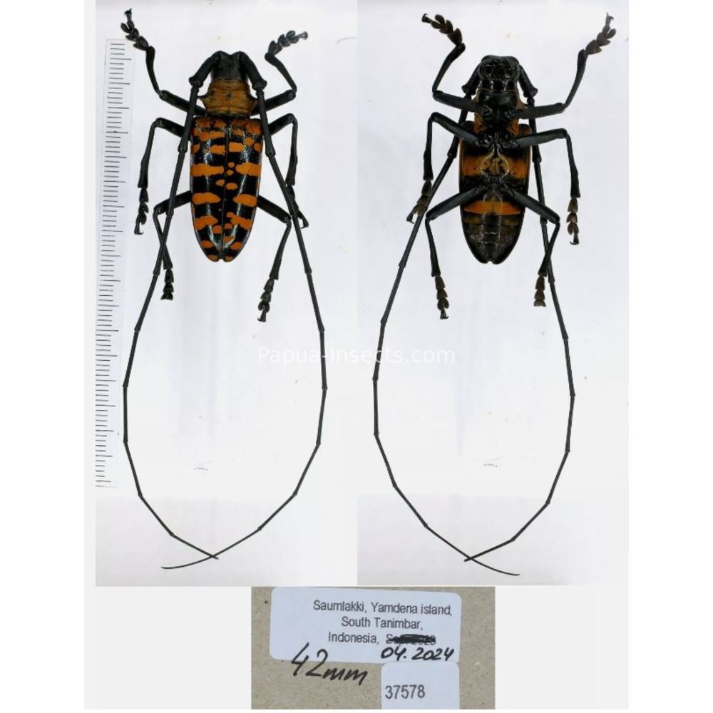 Nemophas sp - Cerambycidae from different island of Indonesia