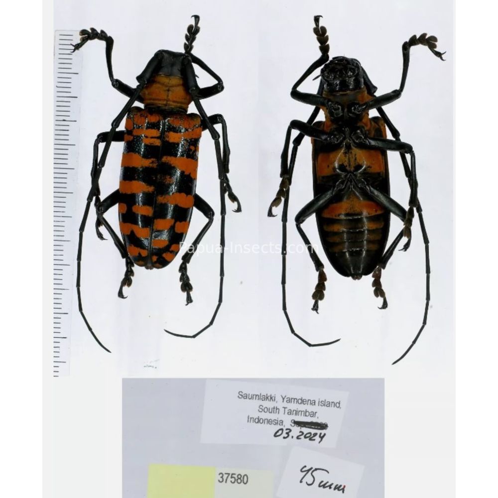 Nemophas sp - Cerambycidae from different island of Indonesia