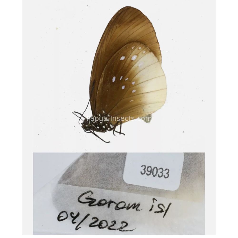 Euploea - Nymphalidae from different islads of Indonesia