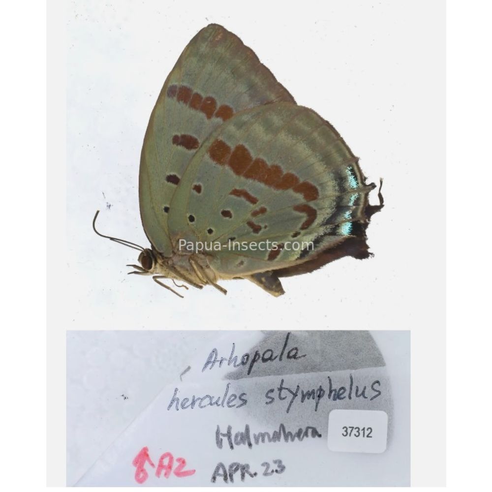 Lycaenidae Arhopala from different islads of Indonesia