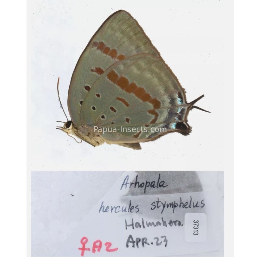 Lycaenidae Arhopala from different islads of Indonesia