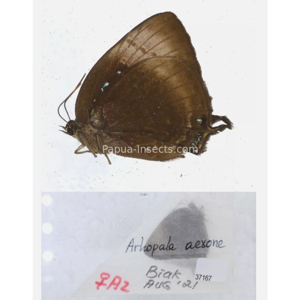 Lycaenidae Arhopala from different islads of Indonesia