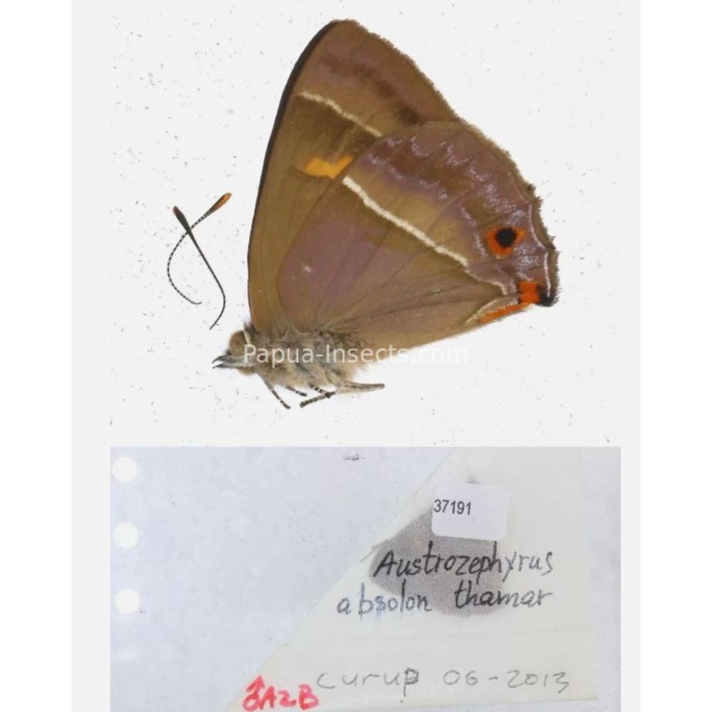 Lycaenidae Arhopala from different islads of Indonesia