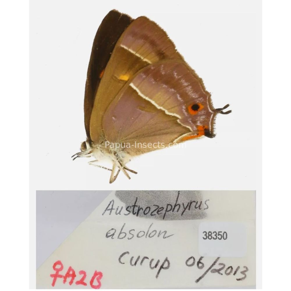 Lycaenidae Arhopala from different islads of Indonesia