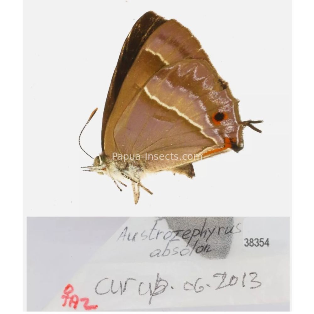 Lycaenidae Arhopala from different islads of Indonesia