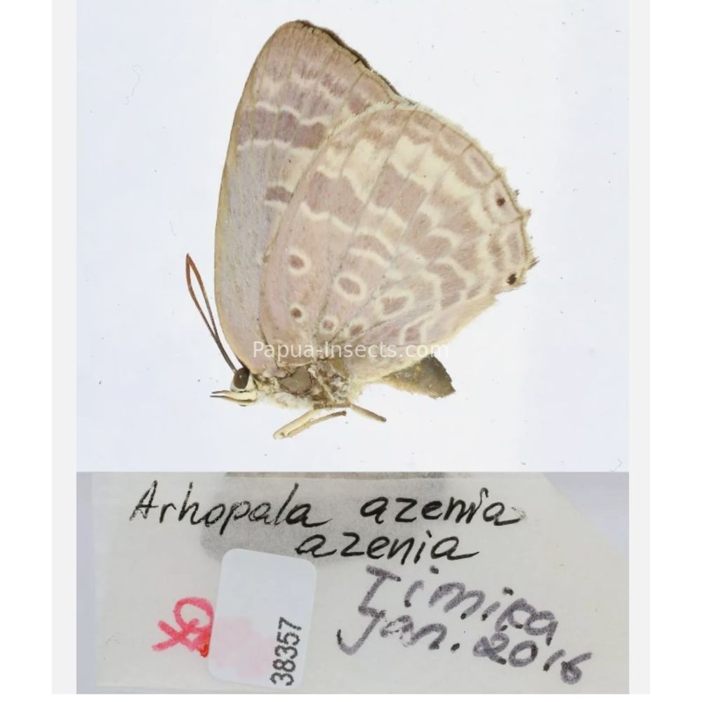 Lycaenidae Arhopala from different islads of Indonesia