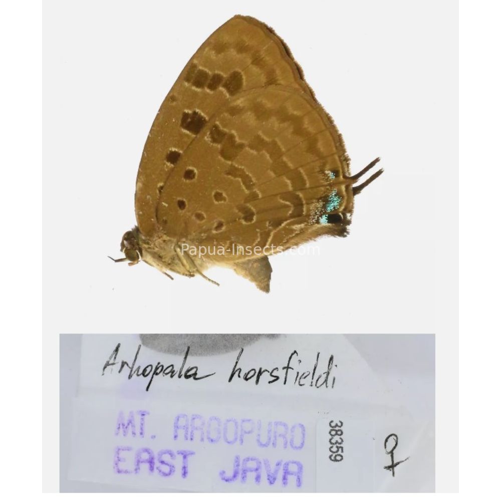 Lycaenidae Arhopala from different islads of Indonesia