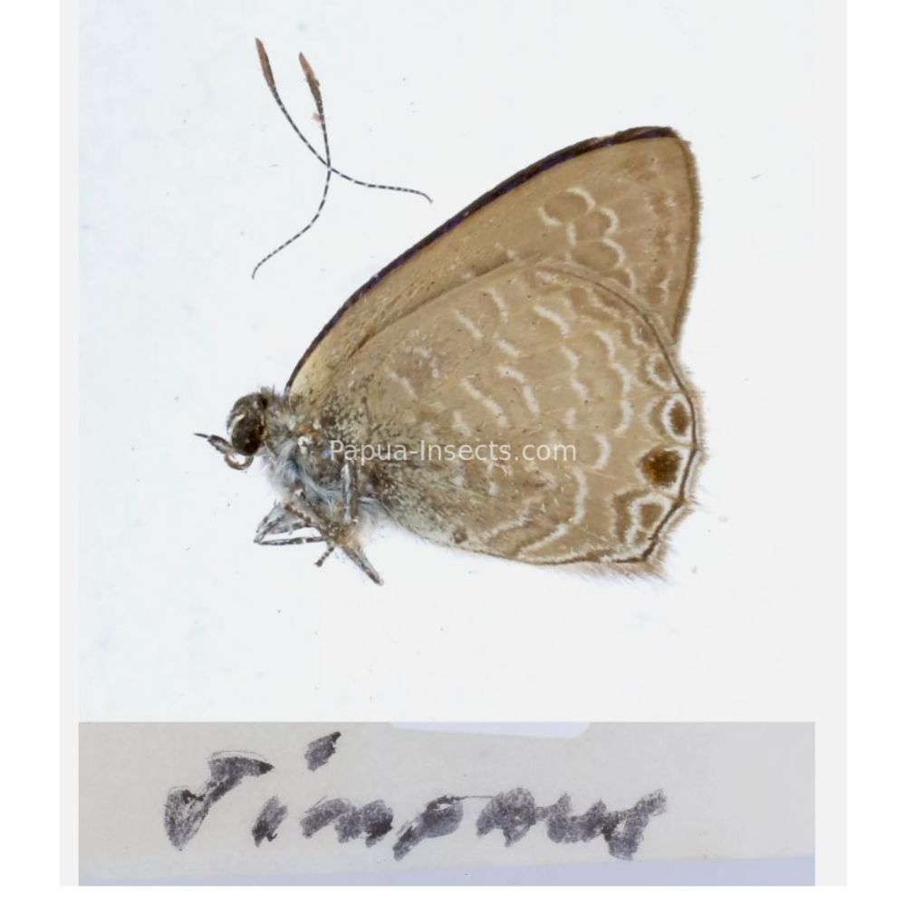 Lycaenidae from different islads of Indonesia