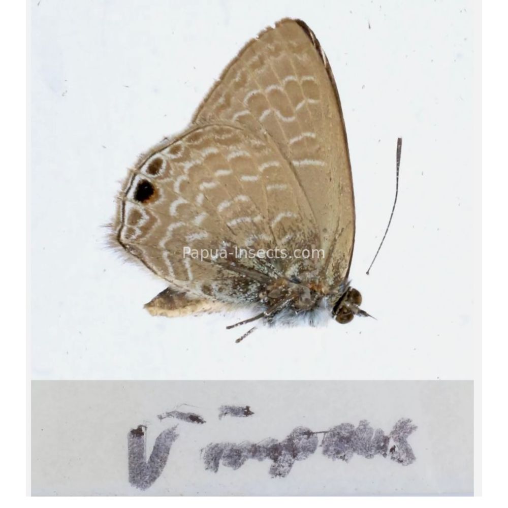 Lycaenidae from different islads of Indonesia