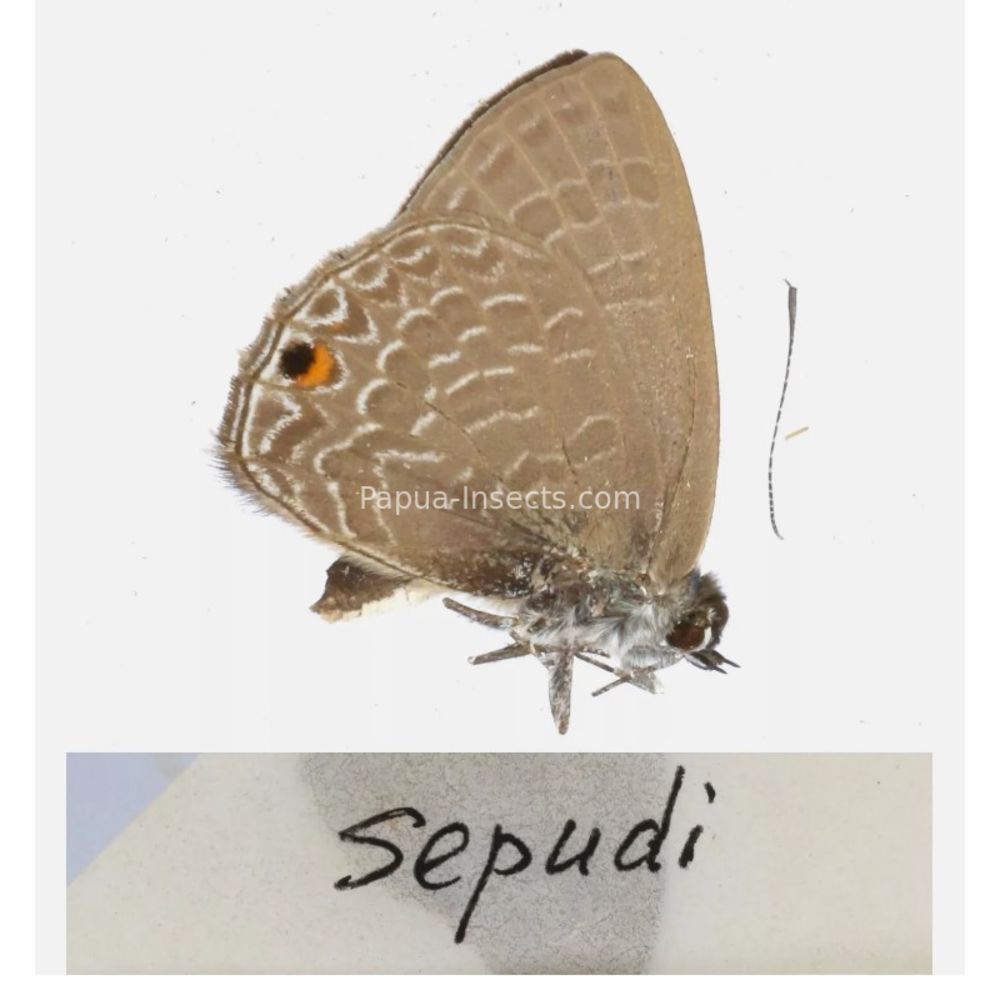 Lycaenidae from different islads of Indonesia