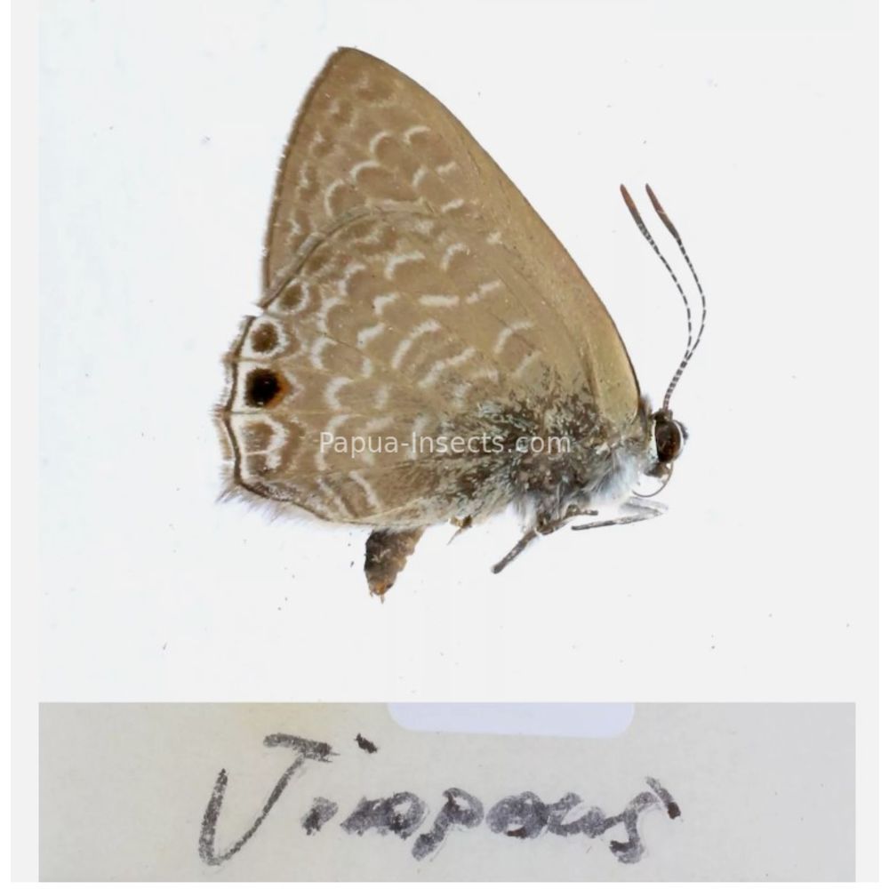 Lycaenidae from different islads of Indonesia