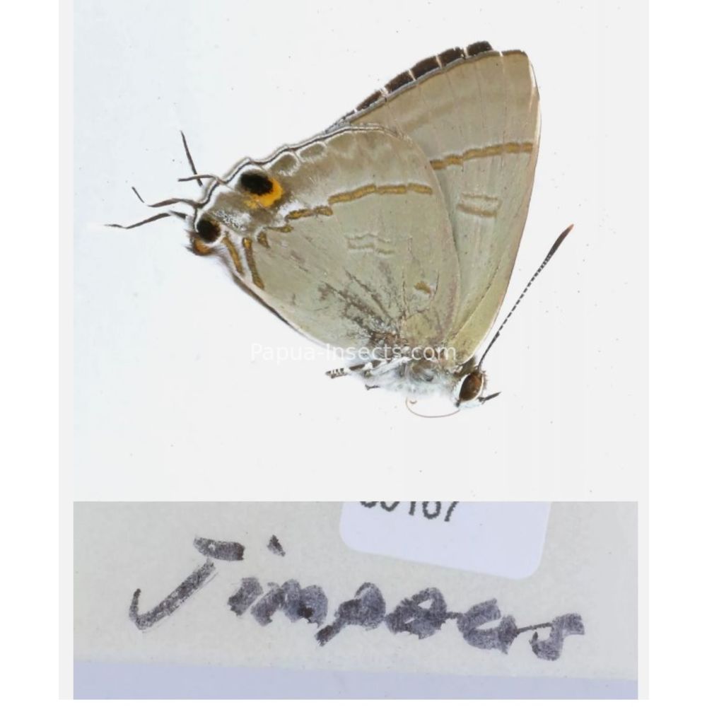 Lycaenidae from different islads of Indonesia