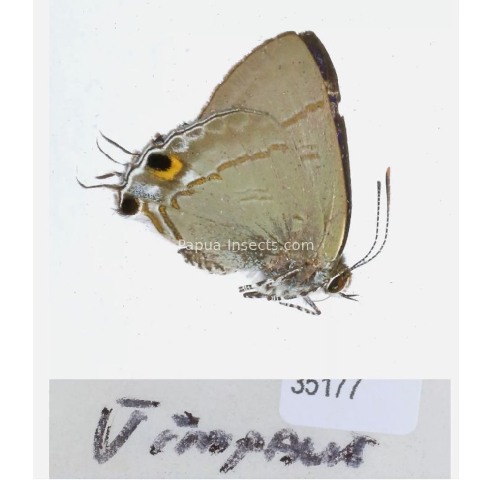 Lycaenidae from different islads of Indonesia