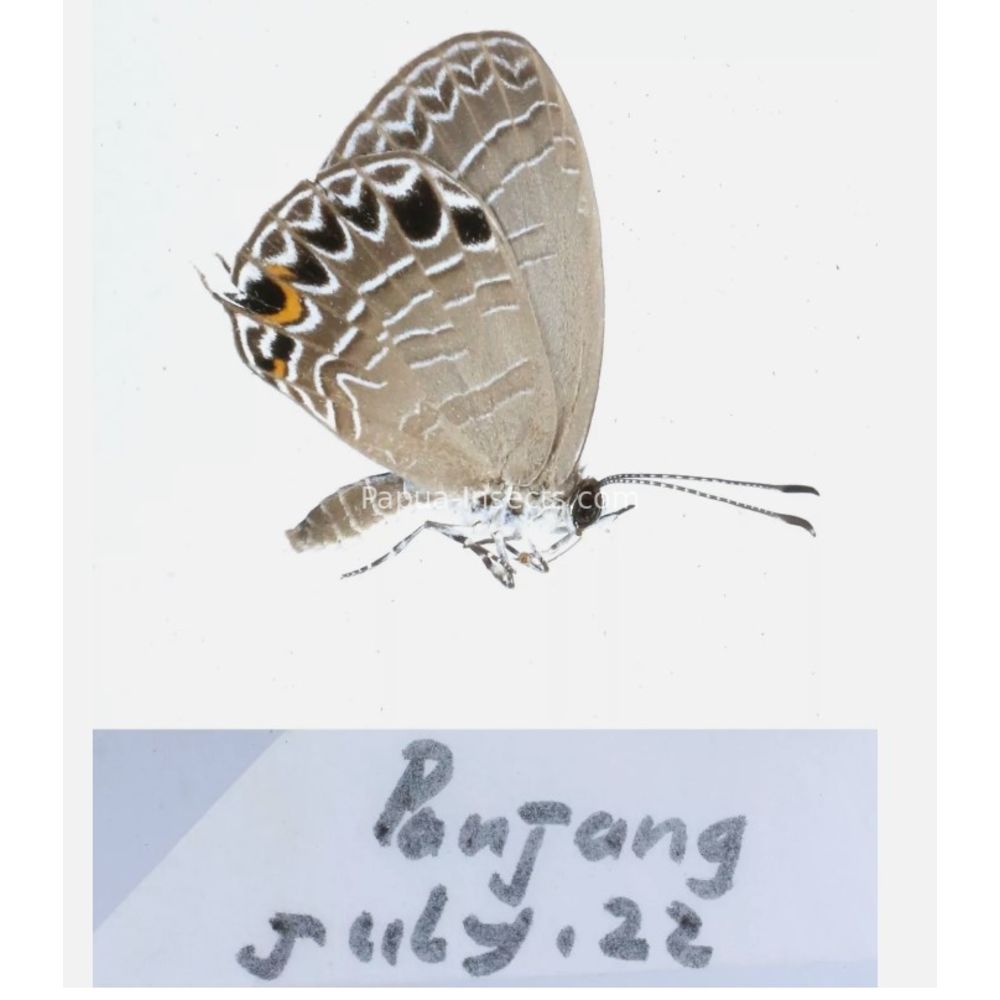 Lycaenidae from different islads of Indonesia