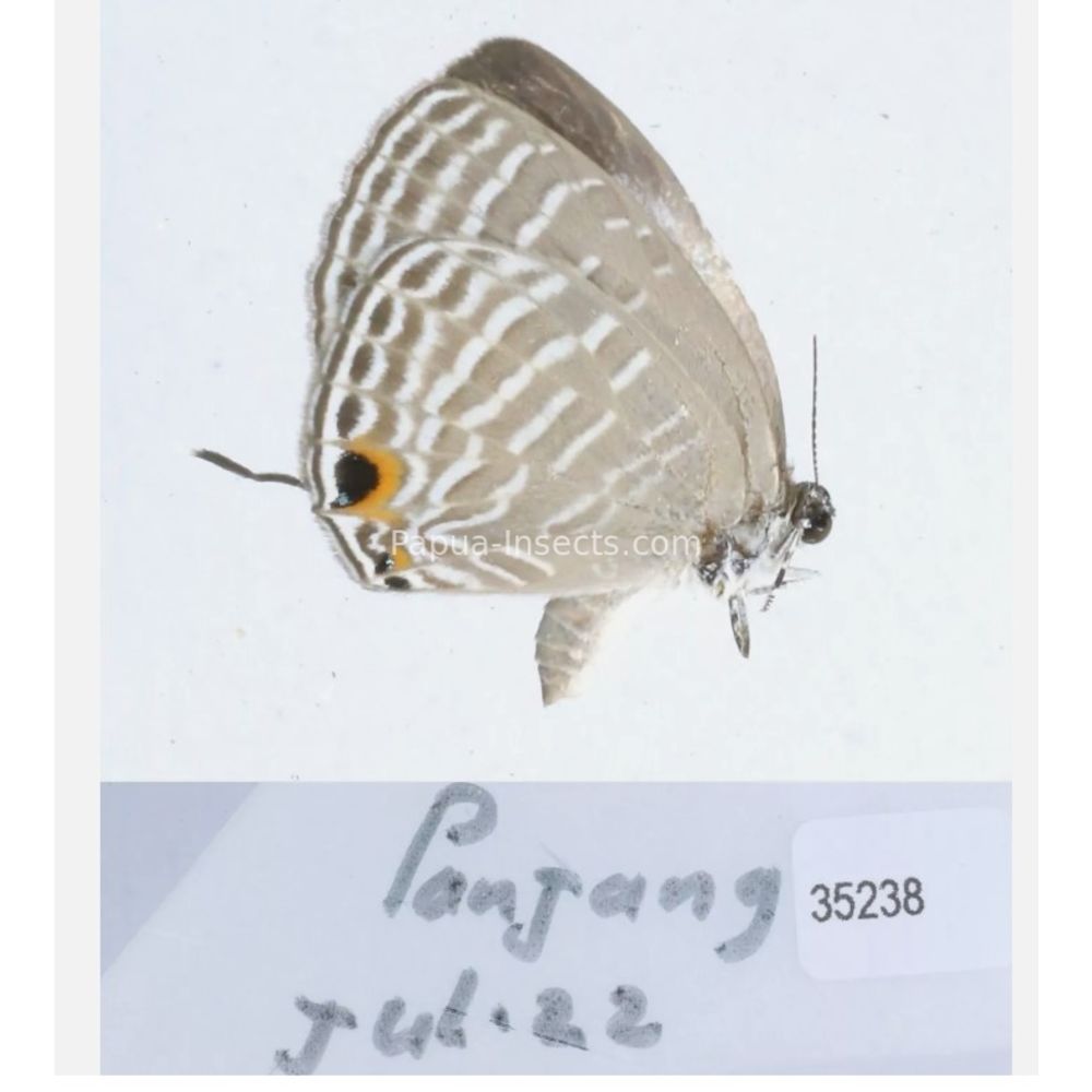 Lycaenidae from different islads of Indonesia