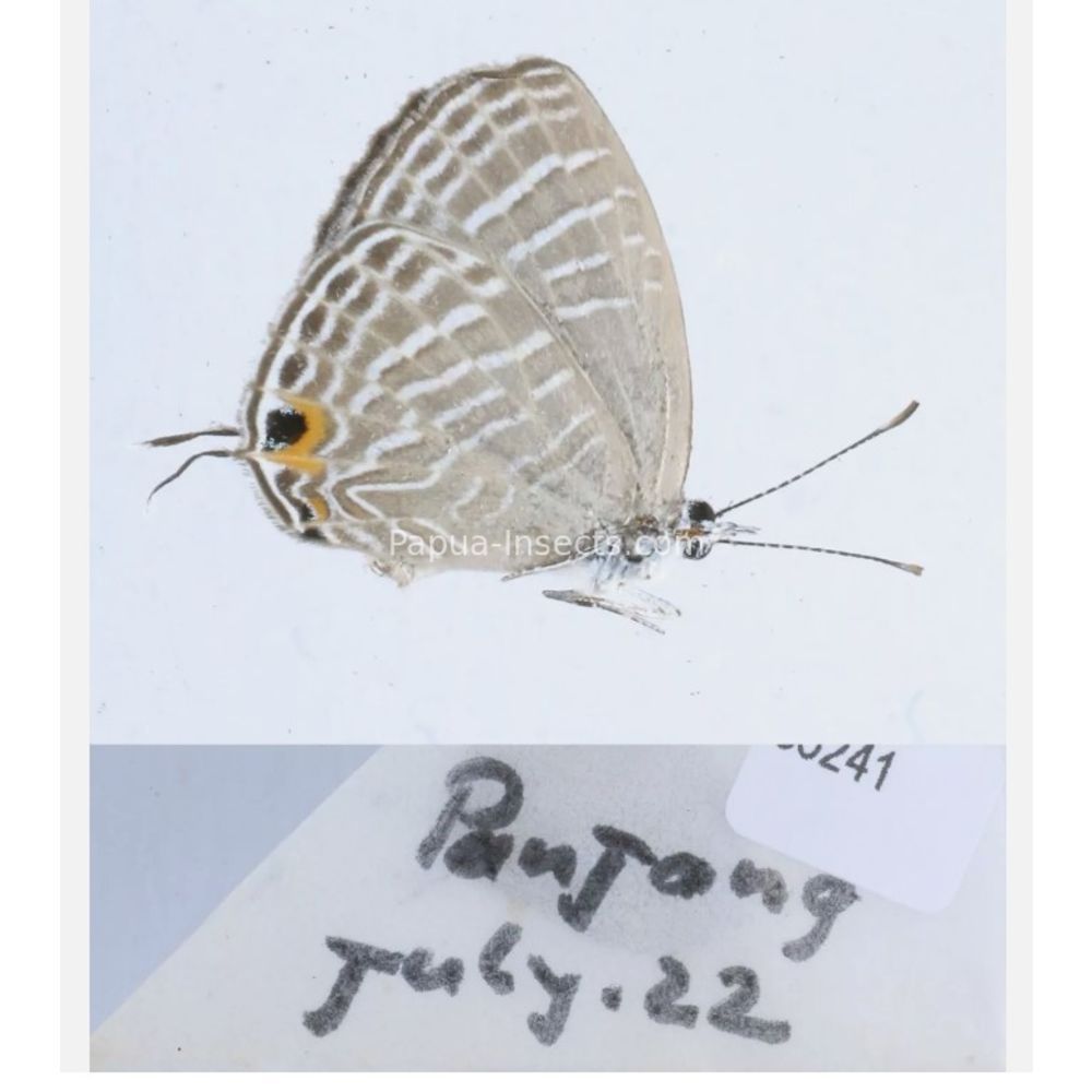 Lycaenidae from different islads of Indonesia