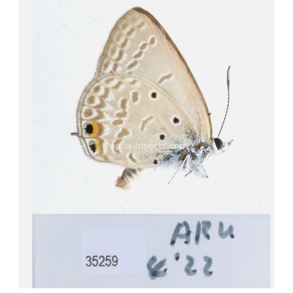 Lycaenidae from different islads of Indonesia