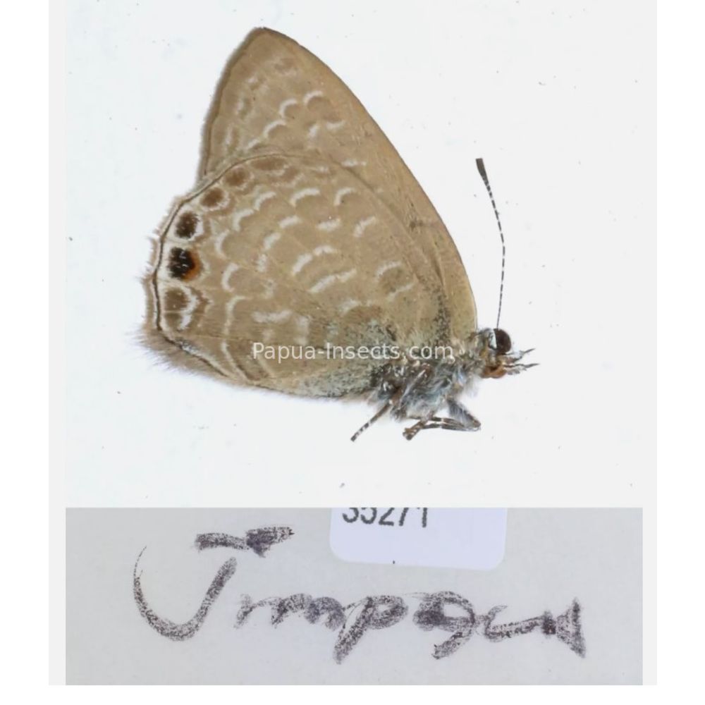 Lycaenidae from different islads of Indonesia