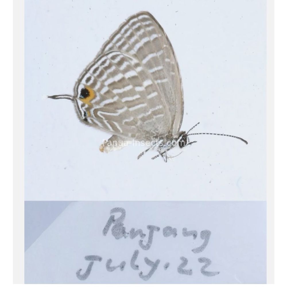 Lycaenidae from different islads of Indonesia