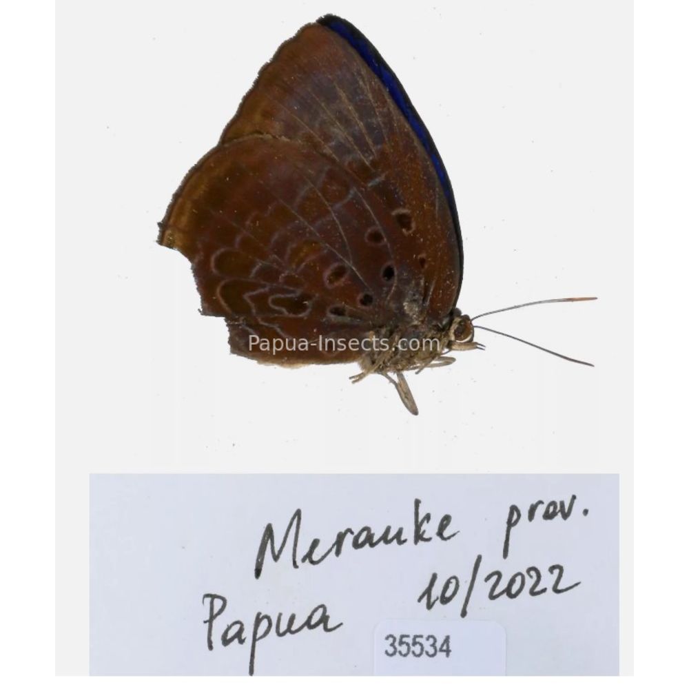 Lycaenidae from different islads of Indonesia