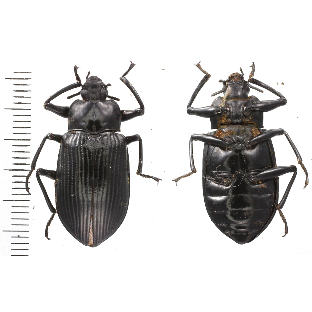 Tenebrionidae sp.