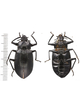 Tenebrionidae sp.