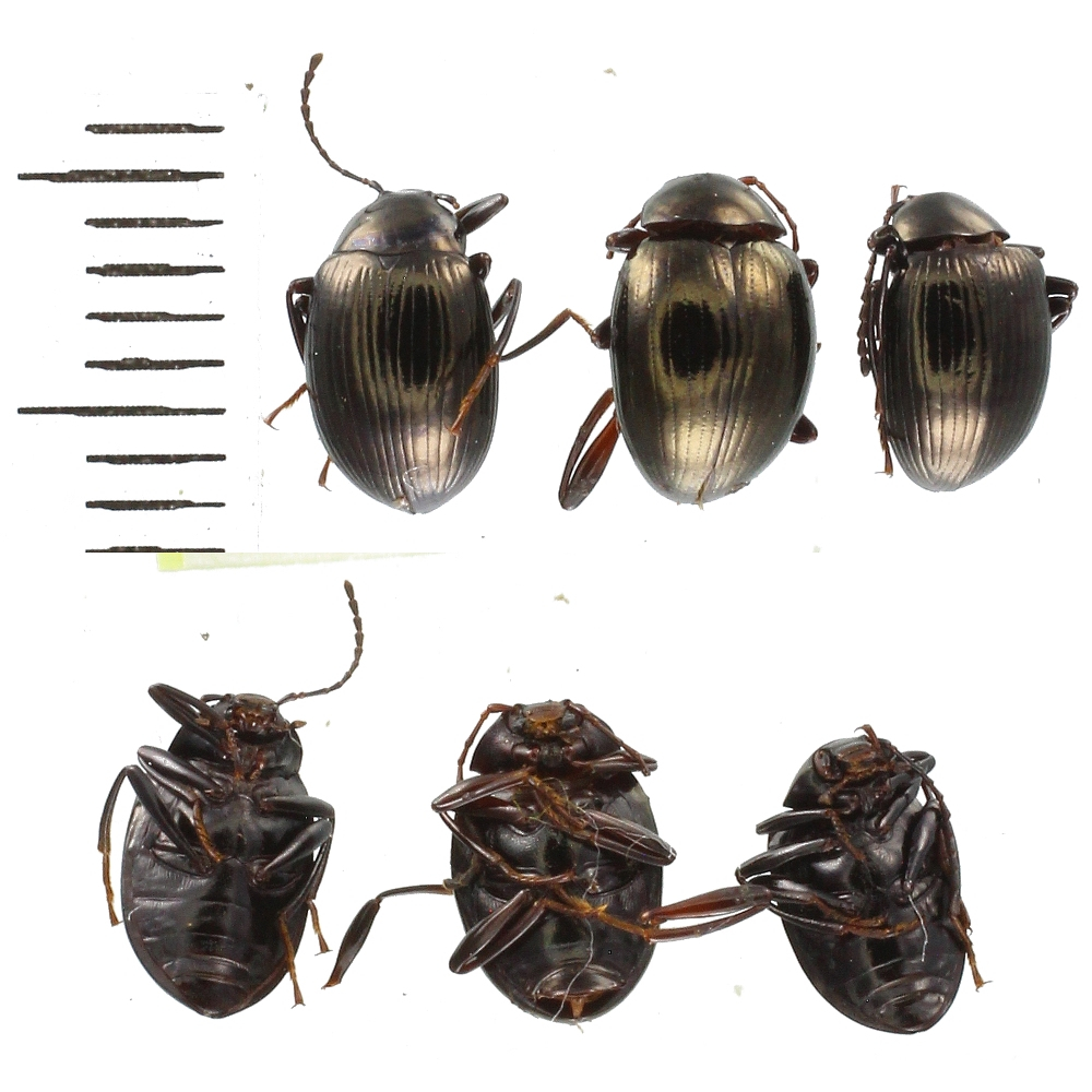 Tenebrionidae sp.