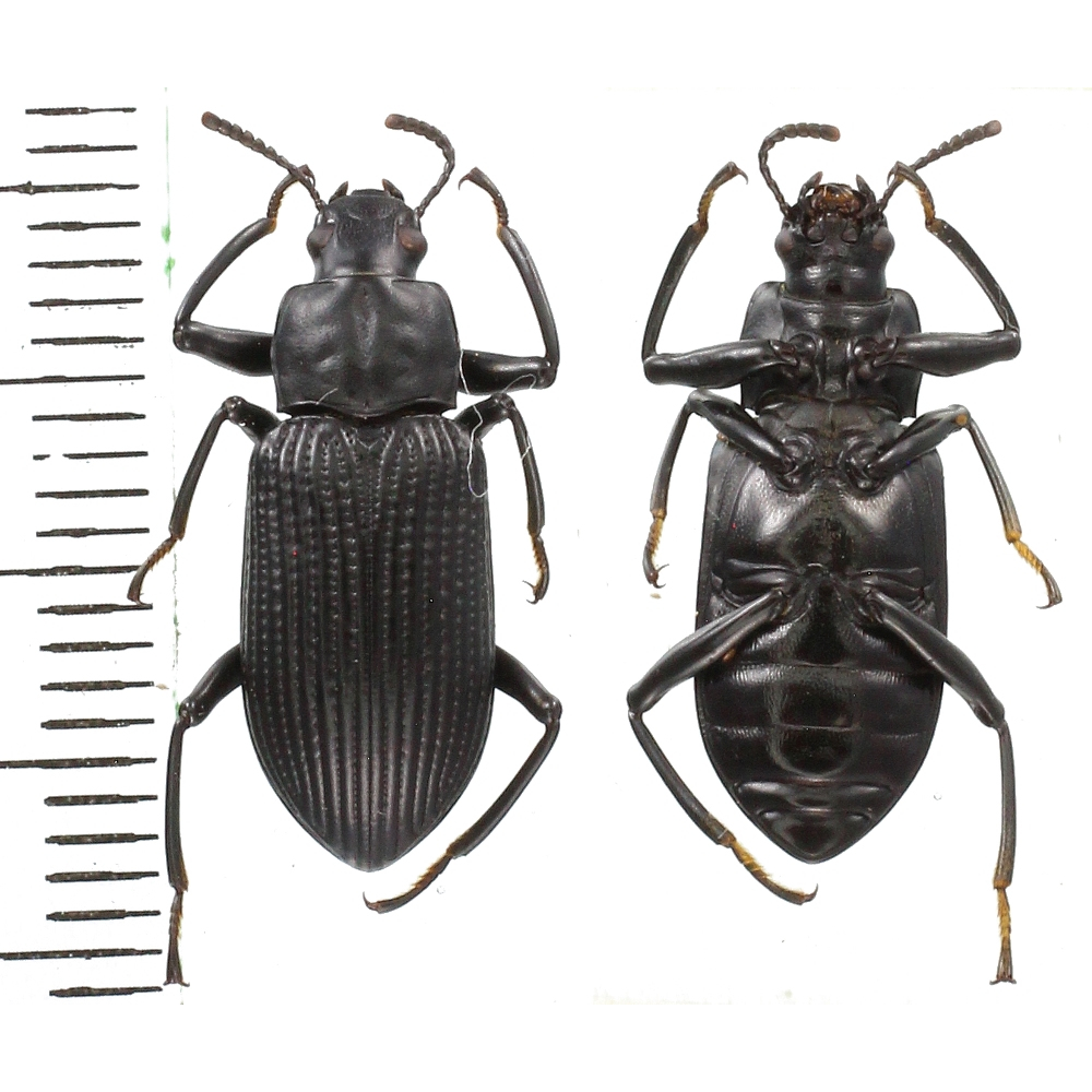 Tenebrionidae sp.