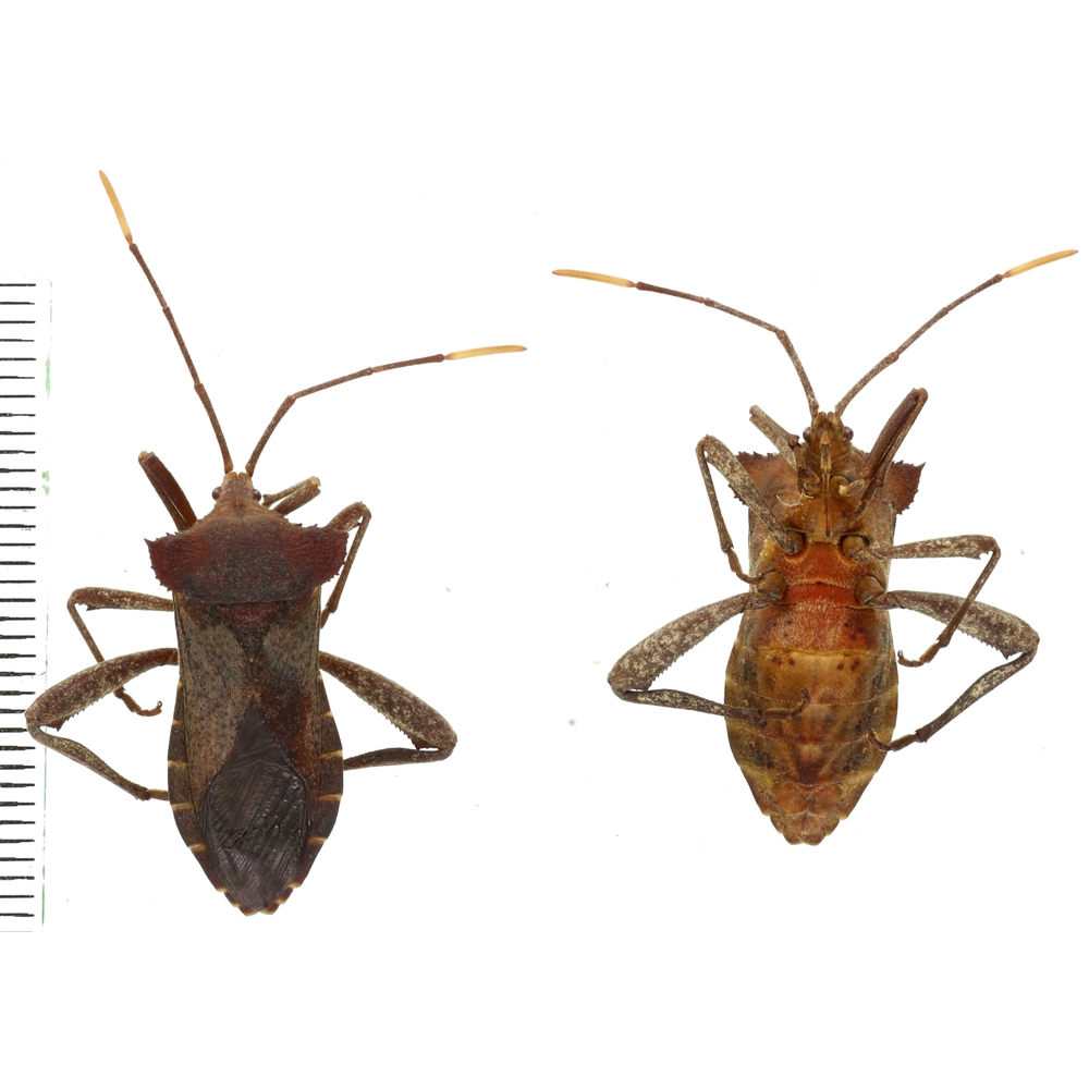 Coreidae sp.