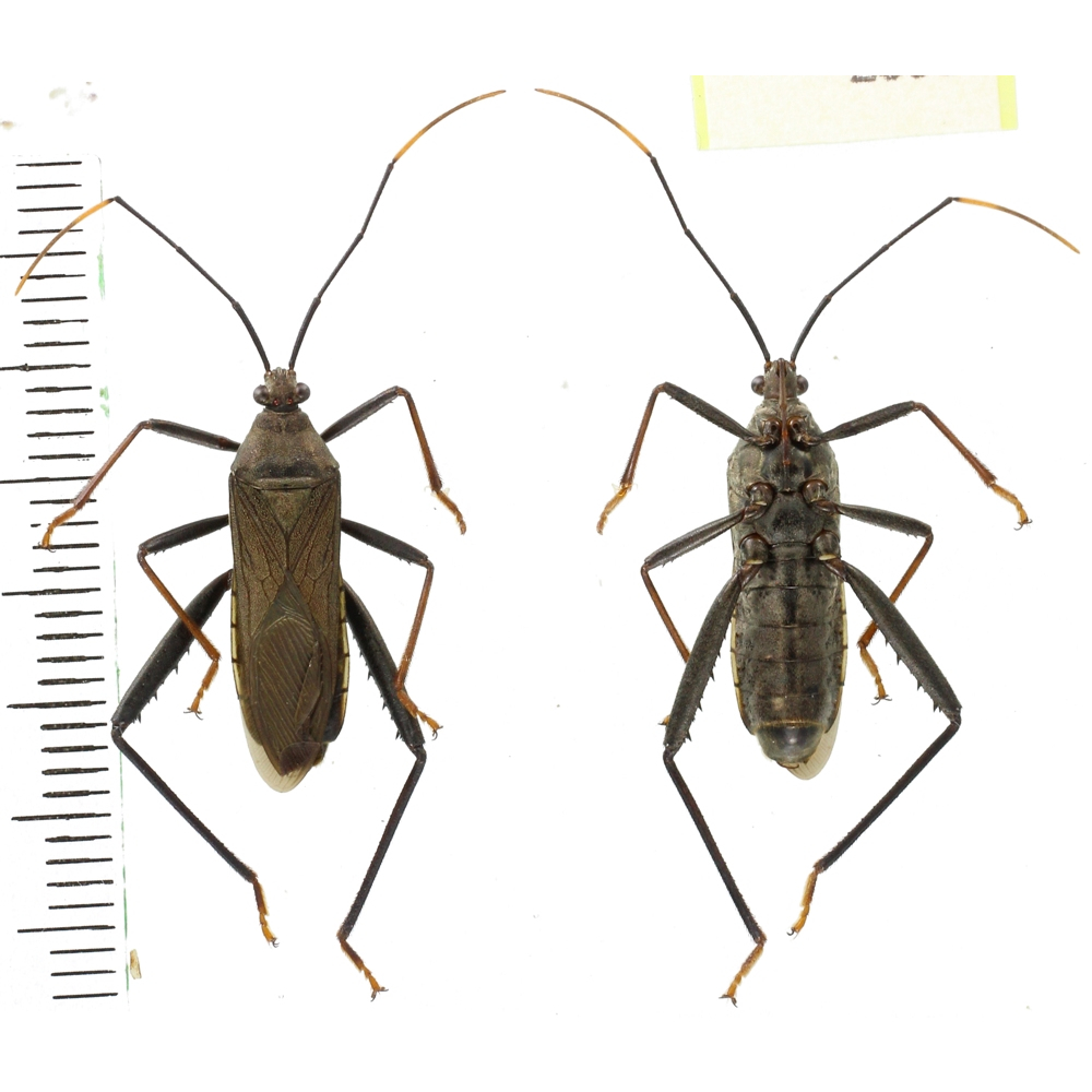 Coreidae sp.