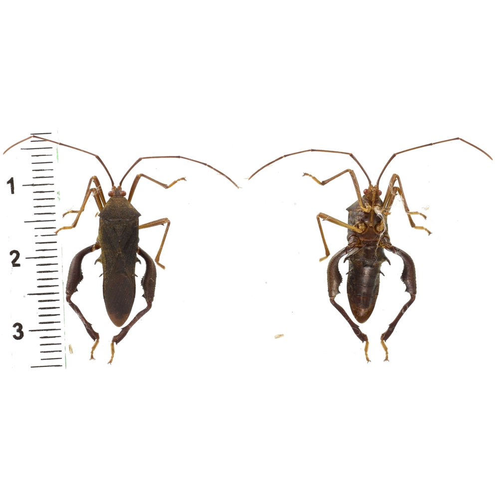 Coreidae sp.