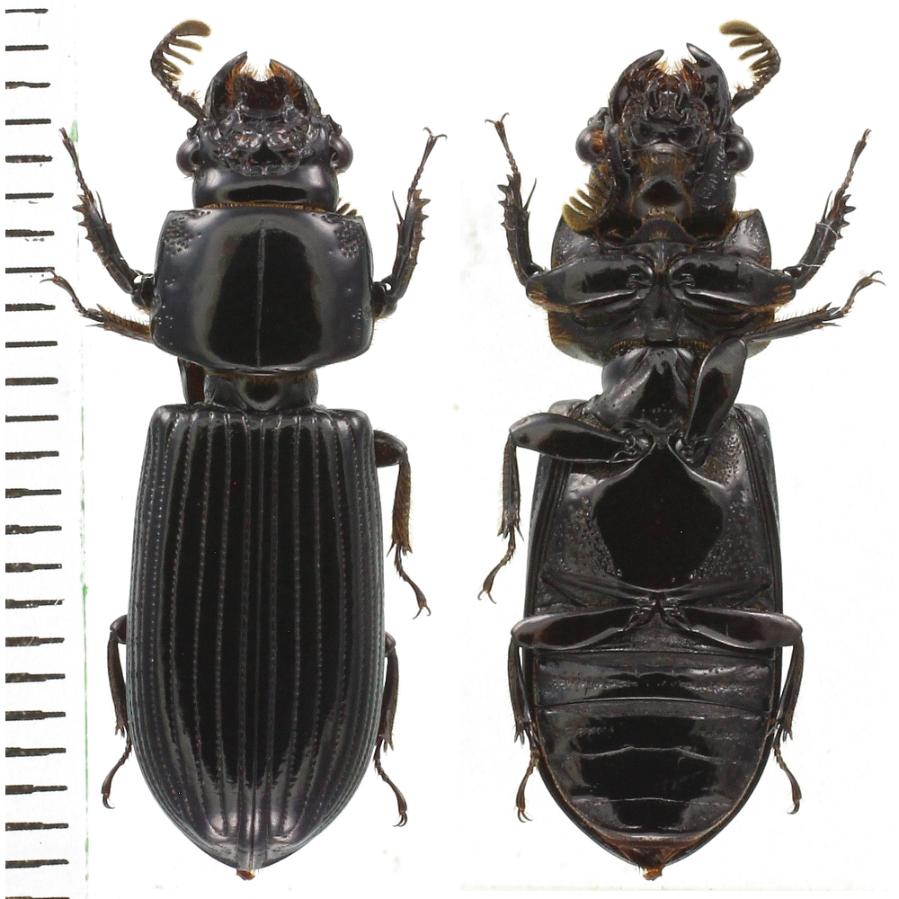 Passalidae sp.