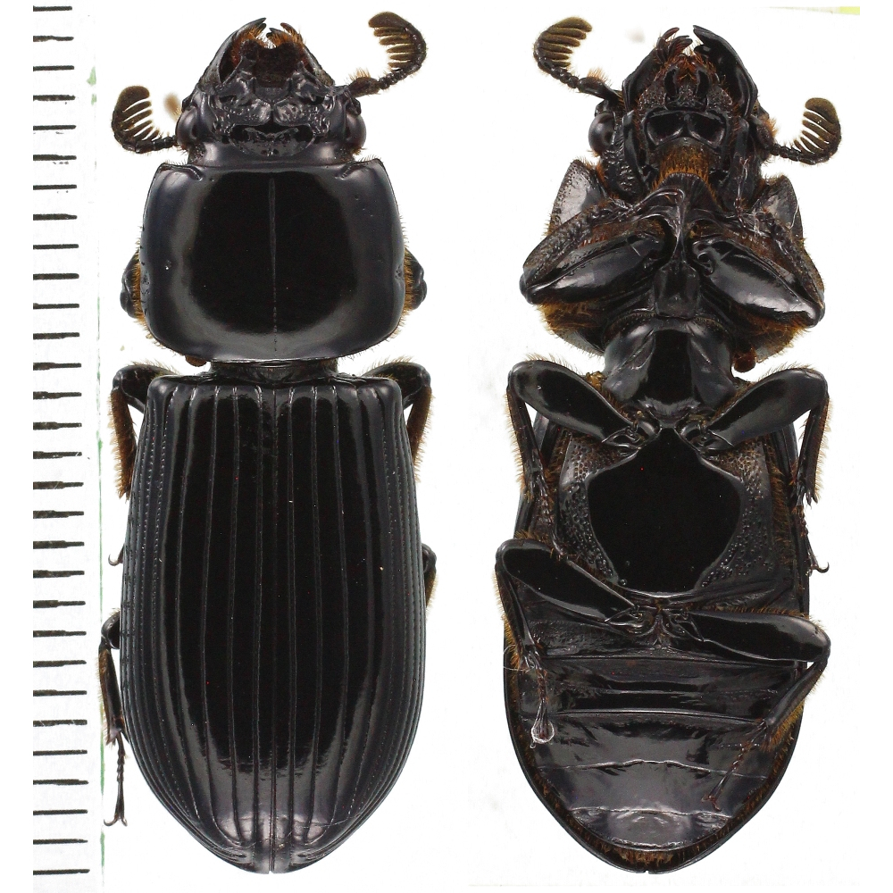 Passalidae sp.