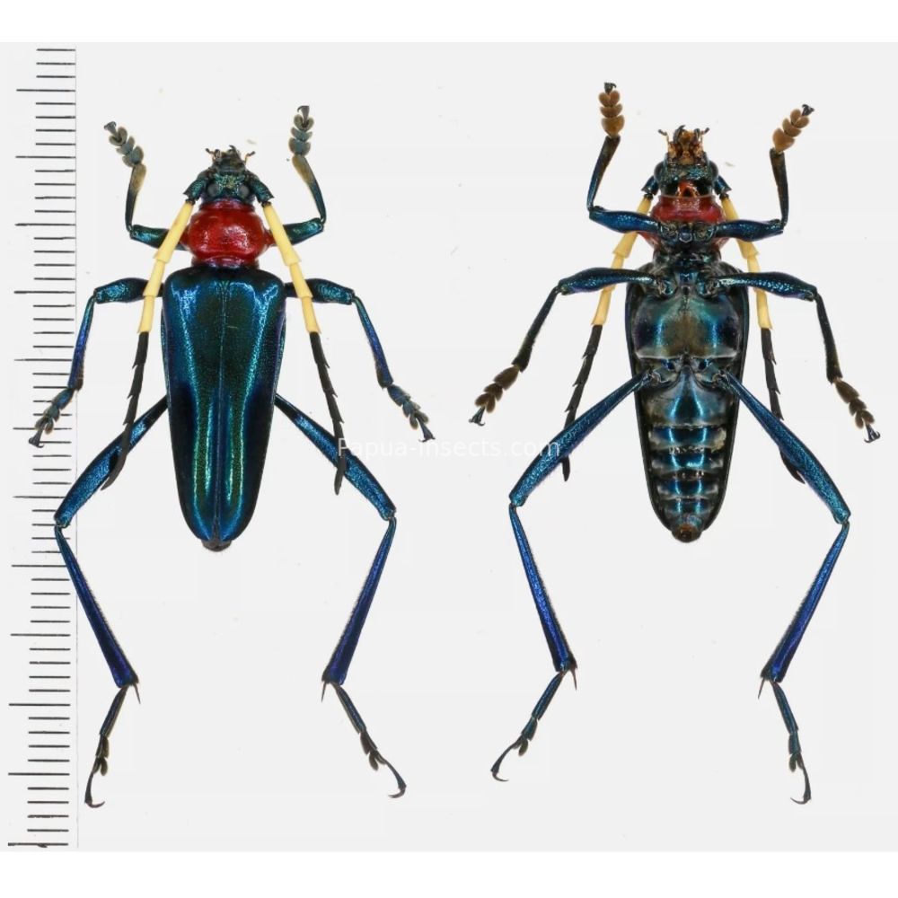 Pachyteria nocki - Cerambycidae 30mm from West Kalimantan Indonesia