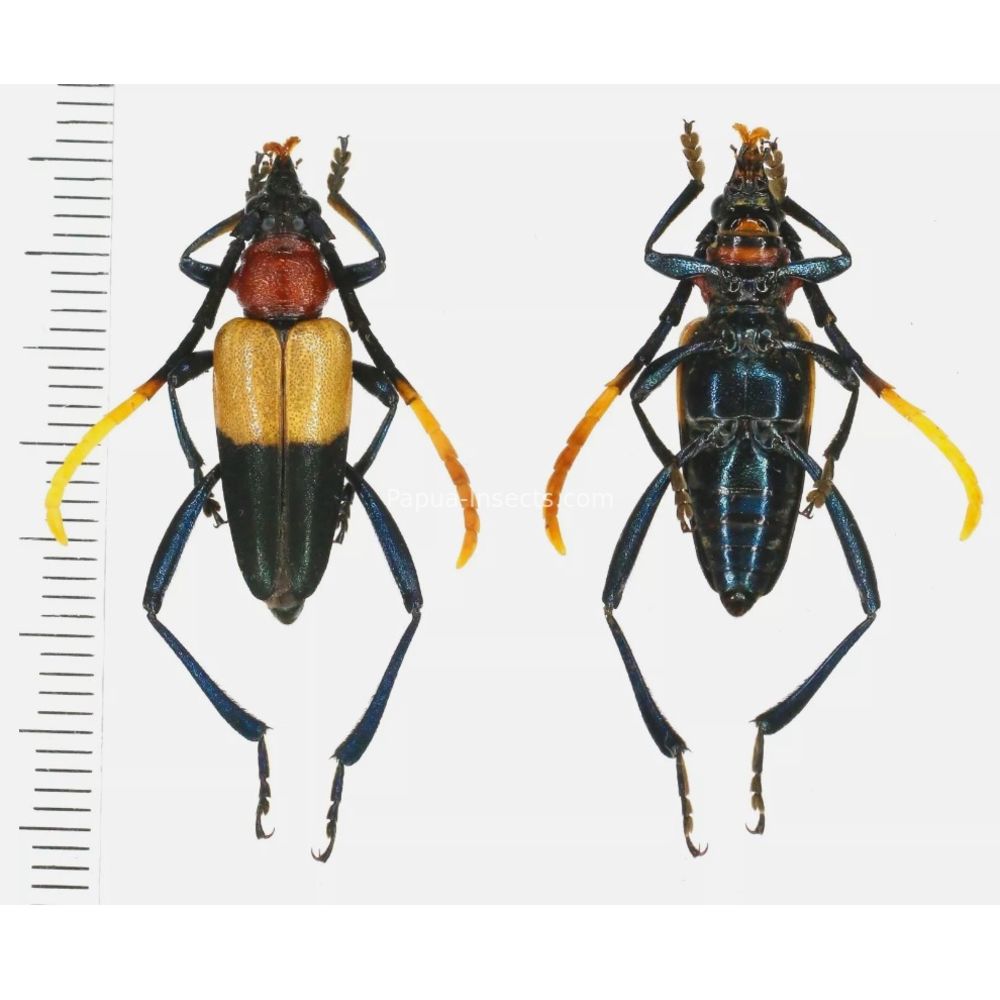 Pachyteria chewi - Cerambycidae 25 mm from West Kalimantan Indonesia