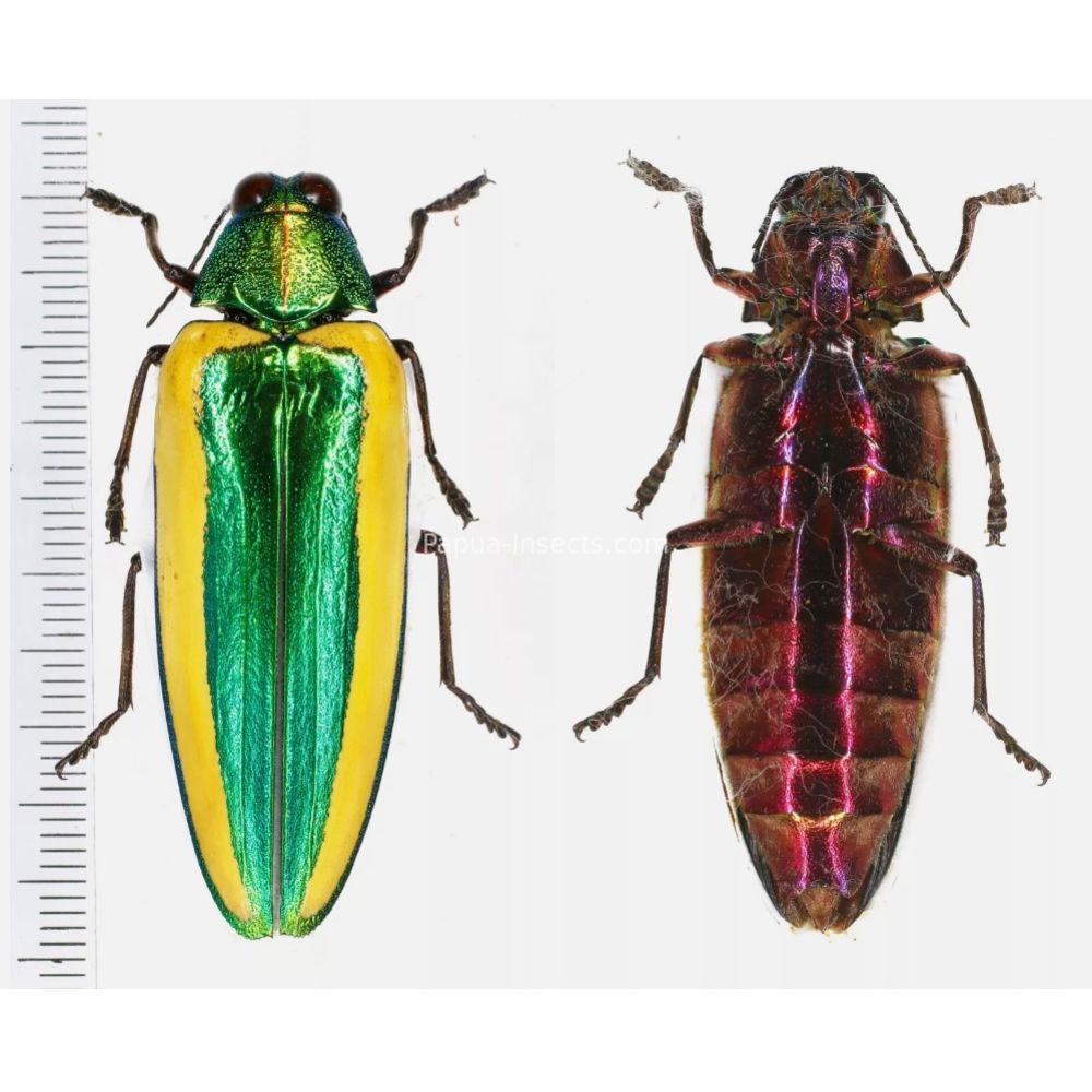 Chrysochroa limbata - Buprestidae 49mm from Sumatra, Indonesia