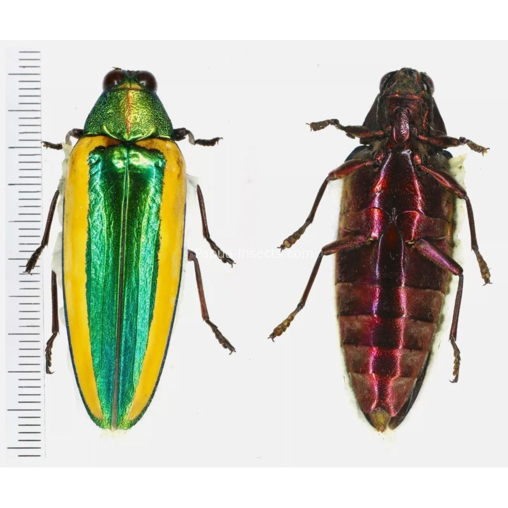 Chrysochroa limbata - Buprestidae 48mm from Sumatra, Indonesia