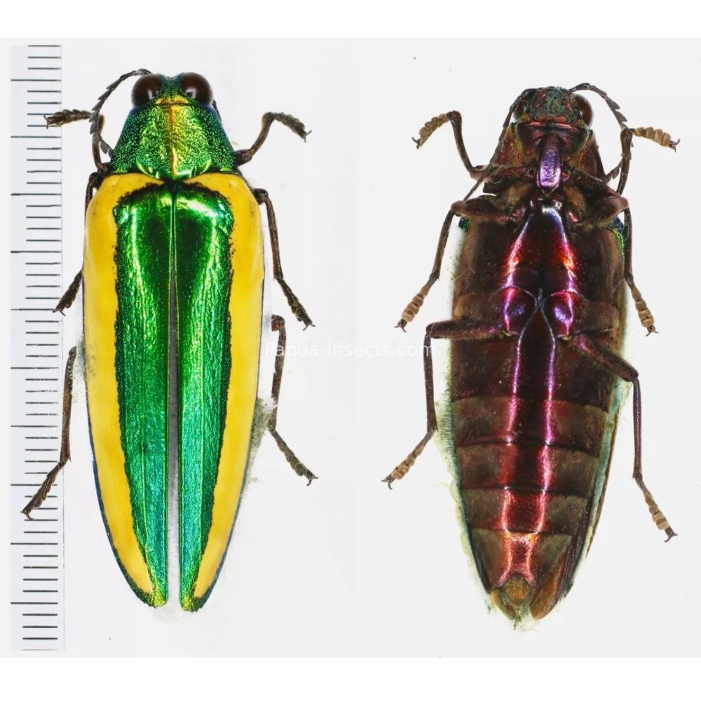 Chrysochroa limbata - Buprestidae 45mm from Sumatra, Indonesia