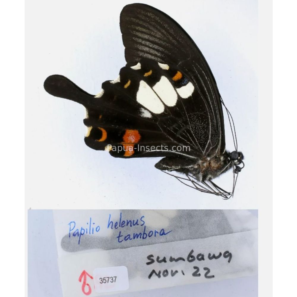 Papilio sp. Papilionidae from different islads of Indonesia