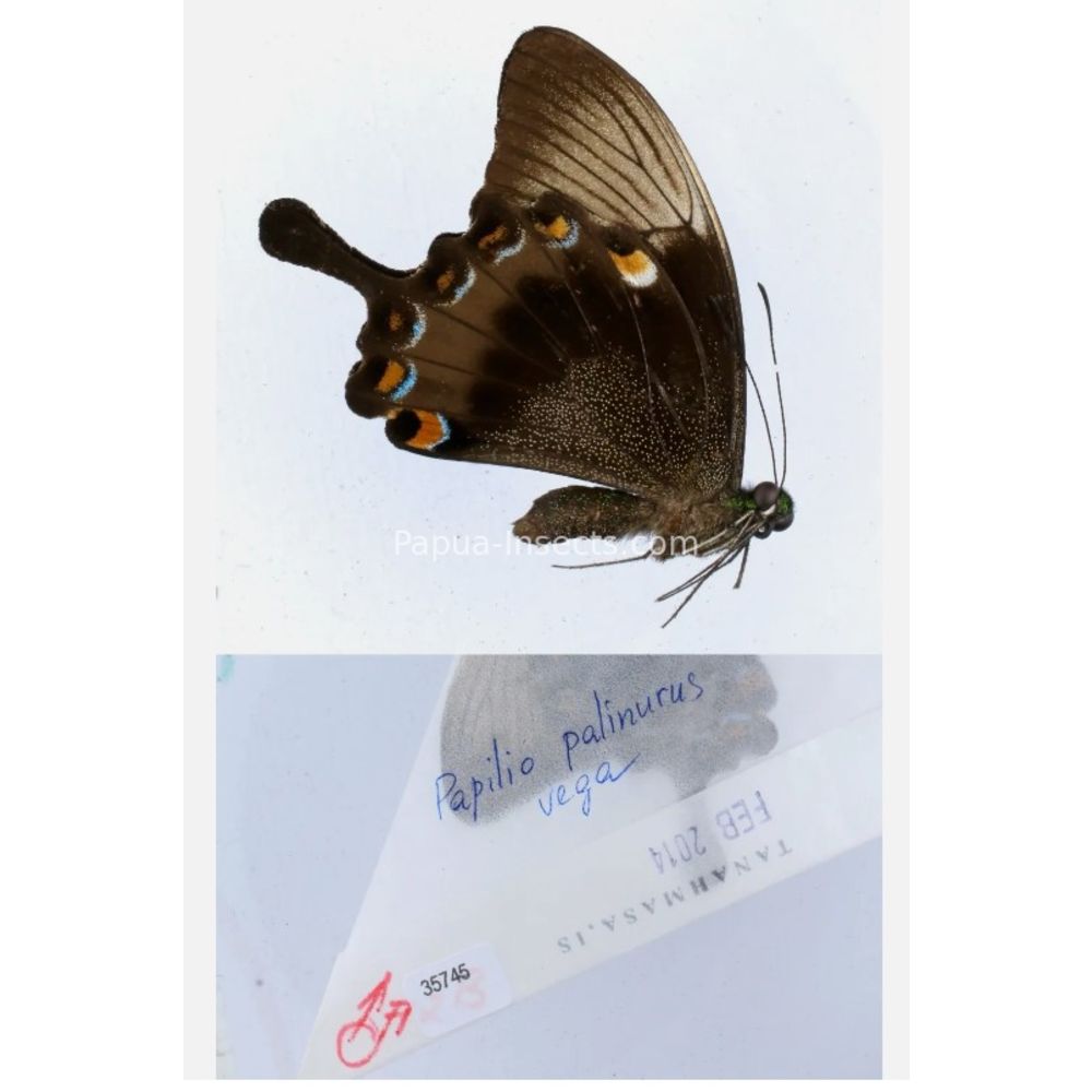 Papilio sp. Papilionidae from different islads of Indonesia