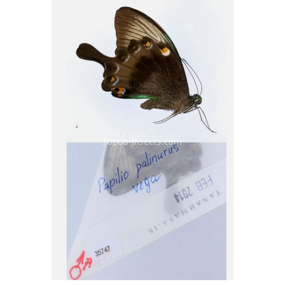 Papilio sp. Papilionidae from different islads of Indonesia