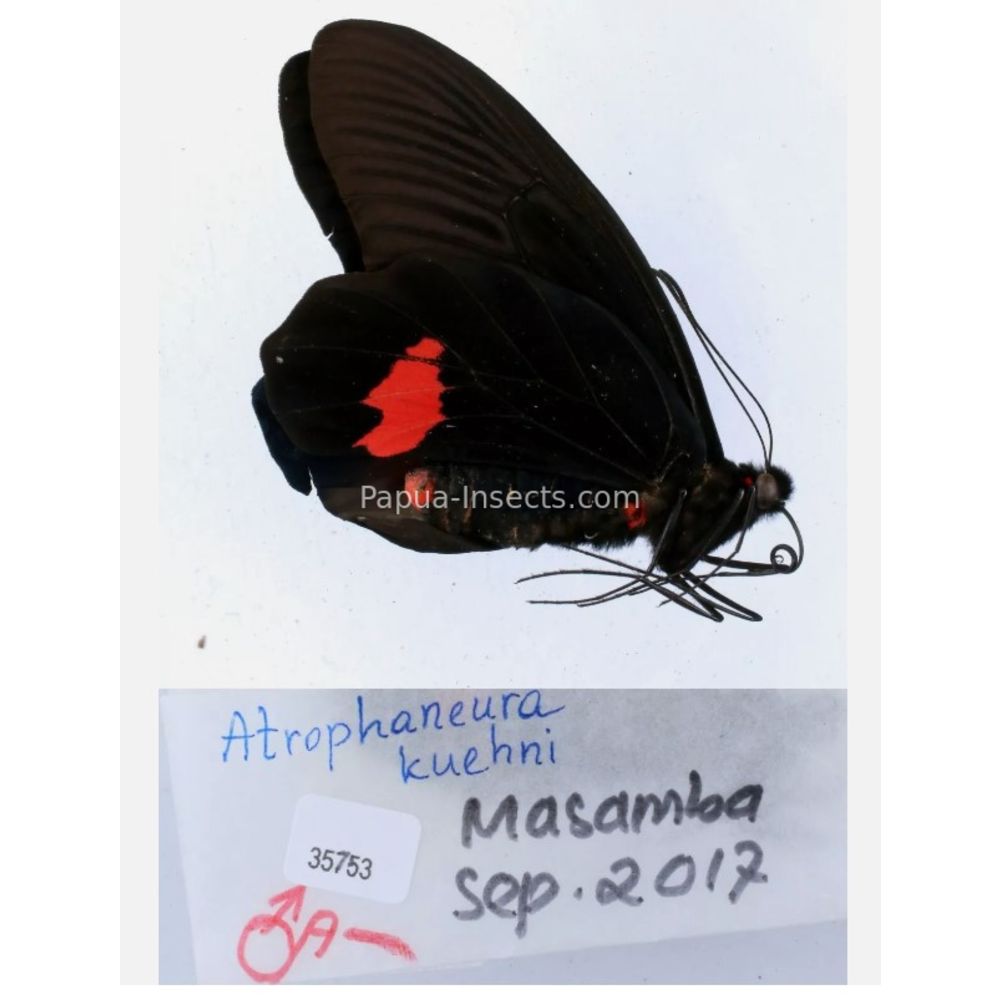 Atrophaneura sp. Papilionidae from different islads of Indonesia