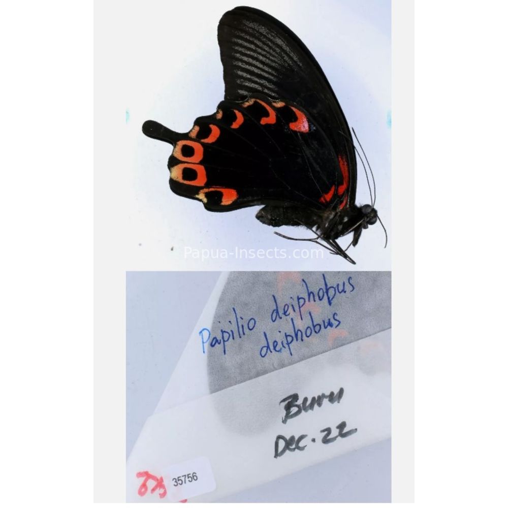 Papilio sp. Papilionidae from different islads of Indonesia