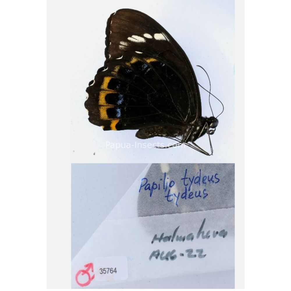 Papilio sp. Papilionidae from different islads of Indonesia