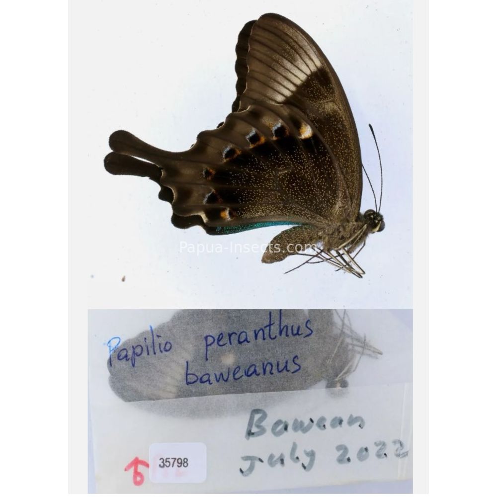 Papilio sp. Papilionidae from different islads of Indonesia