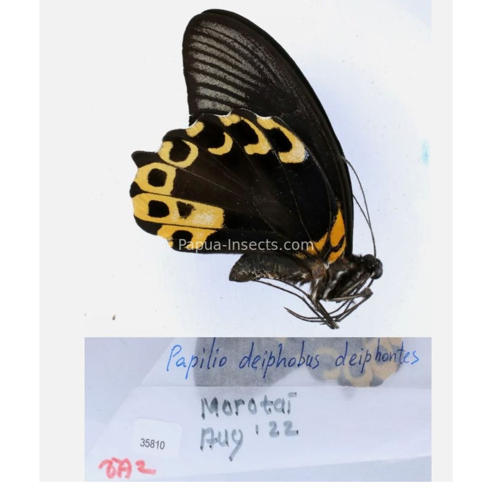 Papilio sp. Papilionidae from different islads of Indonesia