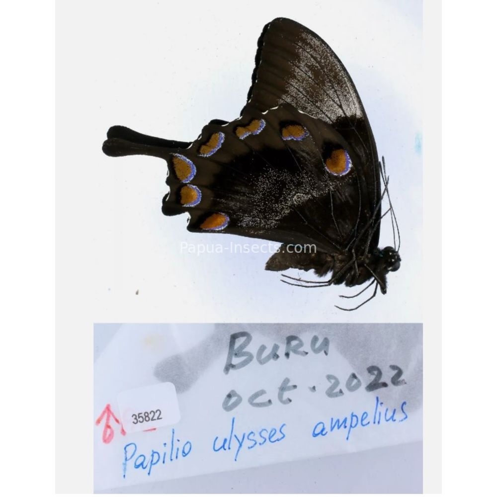 Papilio sp. Papilionidae from different islads of Indonesia